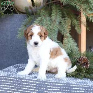 Amber, Mini Goldendoodle Puppy